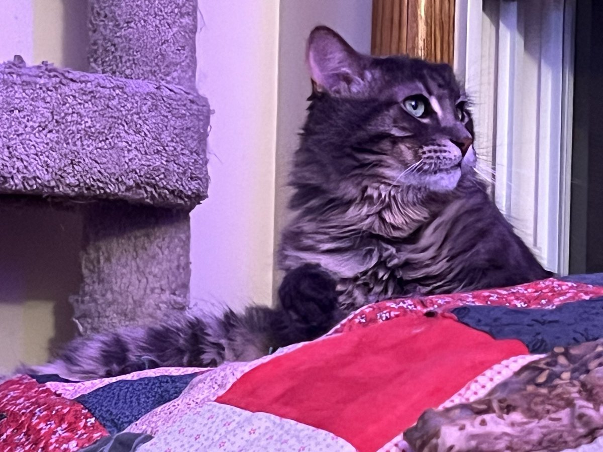 A Cat Named Bitches tweet media