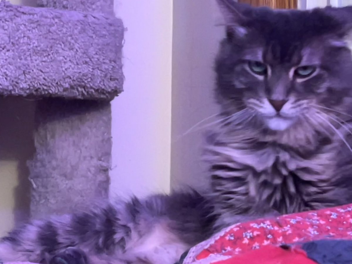 A Cat Named Bitches tweet media