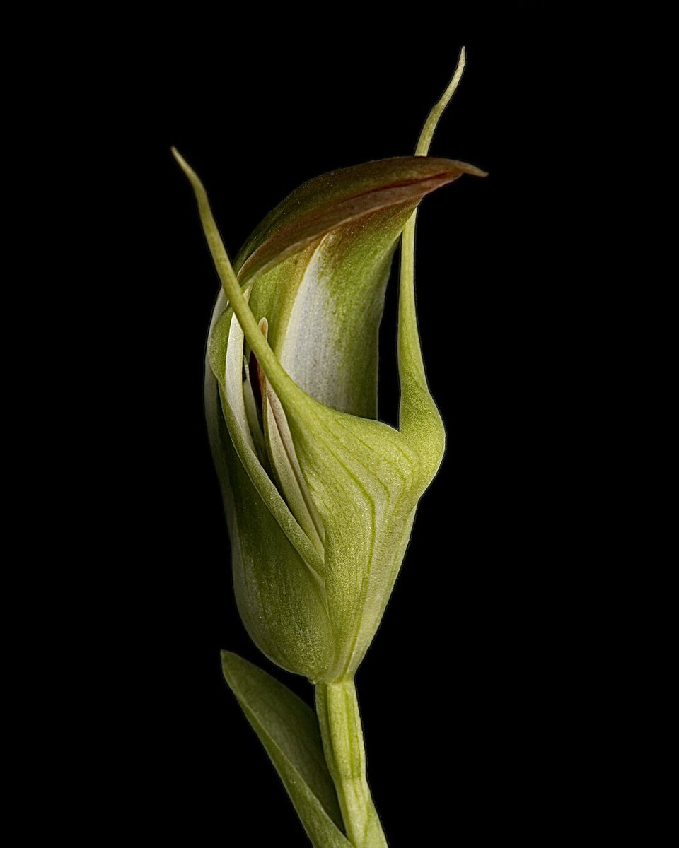 King Greenhood - Pterostylis baptistii - A native terrestrial orchid from southeast Australia. This plant is in the greenhouse. The flower is about 60mm high. #orchid #flowerphotography #flower <a href="/PetrovichBilly/">Orchiholism</a>