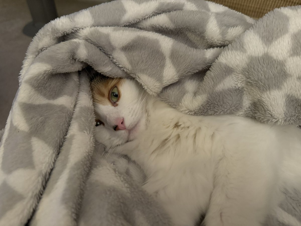 cozymissa 🎃👻💀 (@cozymissa) on Twitter photo 