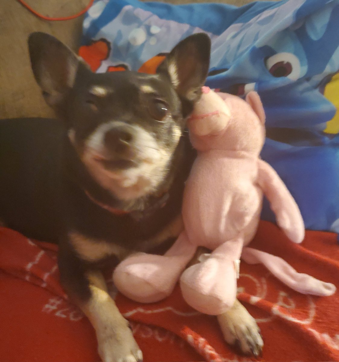paco5775's tweet photo. Well, pals, Nina is sleeping. Her oncology appointment is November 7. We are very concerned. Hug your babies๐๐โโฌ tight. Your love gets us through each day โค๏ธ Goodnight everyone. Love, Tiki ๐พ โค๏ธ #dogsoftwitter #missyouReo #PrayforNina #PuggieForever #TeamTiki #Friends4Ever https://t.co/iC7FaGOSme
