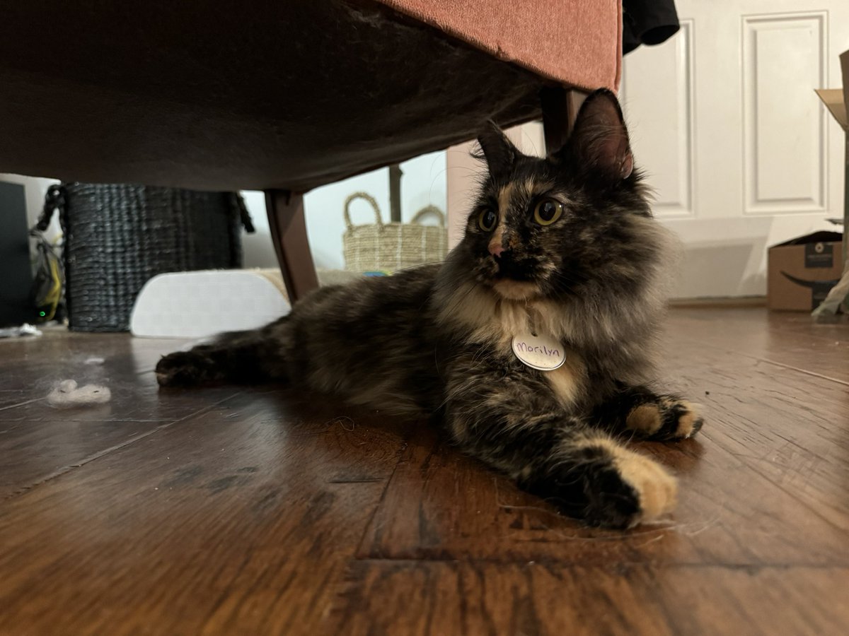 BugSpren tweet media