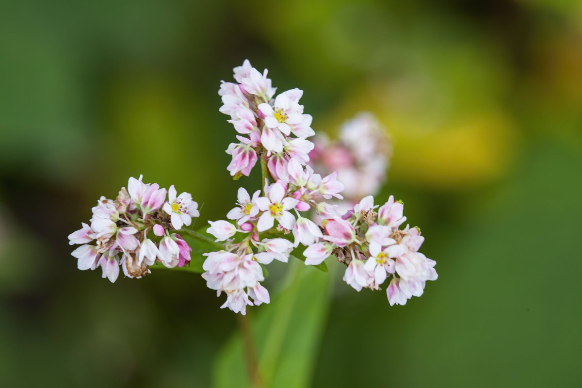 Mùa Hoa Tam Giác Mạch 

Mùa hoa tam giác mạch thường vào tháng 10, 11 hàng năm, được trồng nhiều tại các huyện vùng Cao nguyên đá Đồng Văn và thảo nguyên Suôi Thầu, huyện Xín Mần, tỉnh Hà Giang.

Màu hoa tam giác mạch lúc mới nở chủ yếu là trắng, hồng phớt.