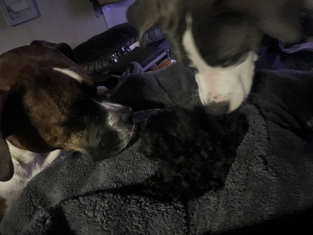 dirtyolefireman's tweet image. I believe this is the smallest pup I have ever owned! Shelby, the boxer, &amp;amp; Stella the rescue mutt, checking out Ash the 7 week old Toy Poodle! #newpuppy #poodle #dogs