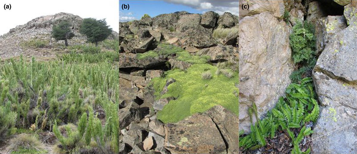 #AustralEcology (@australecology) on Twitter photo New in #AustralEcology: Saxicolous meadows in Patagonia act as refugia for cold-adapted plants, with high species diversity despite their small area. It is vital to protect these unique ecosystems from fire, invasions and grazing <a href="/EcolSocAus/">Ecological Society of Australia</a> <a href="/WileyEcolEvol/">Wiley Ecology & Evolution</a> bit.ly/3Zz9o2W New in #AustralEcology: Saxicolous meadows in Patagonia act as refugia for cold-adapted plants, with high species diversity despite their small area. It is vital to protect these unique ecosystems from fire, invasions and grazing <a href="/EcolSocAus/">Ecological Society of Australia</a> <a href="/WileyEcolEvol/">Wiley Ecology & Evolution</a> bit.ly/3Zz9o2W
