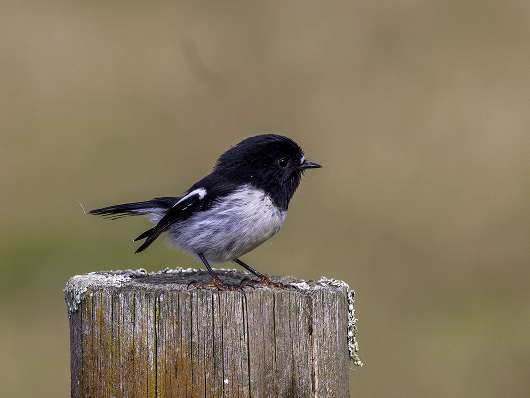 Tomtit / miromiro (Petroica macrocephala) in Greytown.

#BirdsSeenIn2024 #birding #tomtit #birdwatching #NewZealand