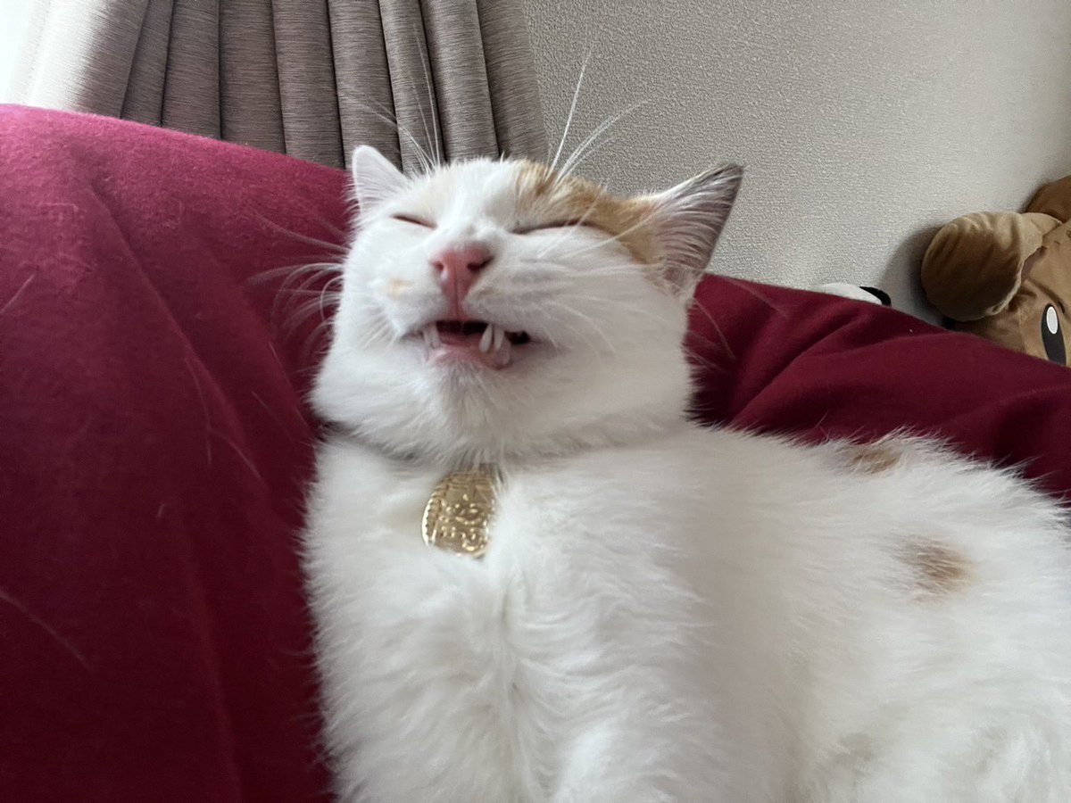 ___hiu's tweet photo. うちの猫事故が多い https://t.co/Wuk4TY2vFN