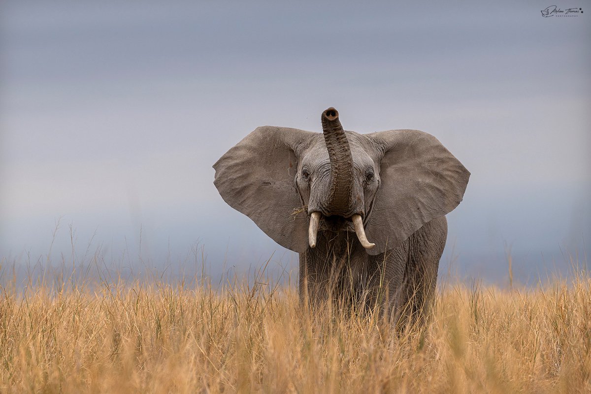 Elephant, Amboseli.
<a href="/NikonIndia/">Nikon India Official</a> #natgeo #nature #wildl
