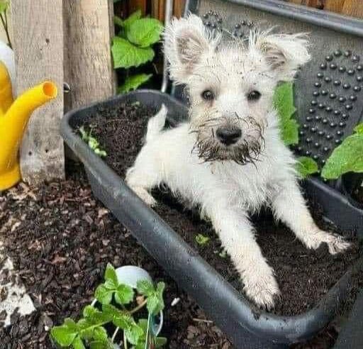 DiloConPerritos's tweet photo. Hoy floreció está hermosa plantita ¿alguien sabe cuál es su nombre científico? https://t.co/kTPgOfssU5