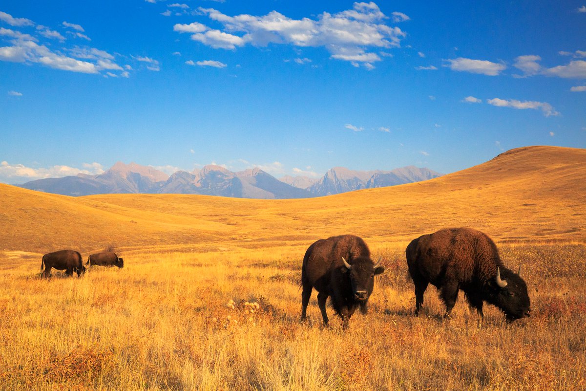 glaciermt's tweet photo. Take a moment to appreciate the untamed spirit of the West at the CSKT Bison Range, and be reminded of the deep connection between land, wildlife and heritage.

📷: Jason Savage
#CSKT #BisonRange #WesternMontana https://t.co/vvRWQT2wji