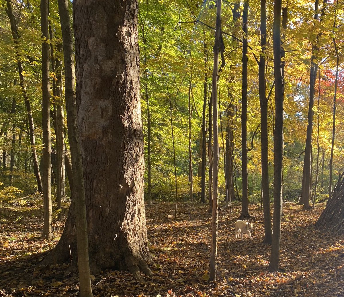 jjopperman's tweet image. Along the Chagrin River