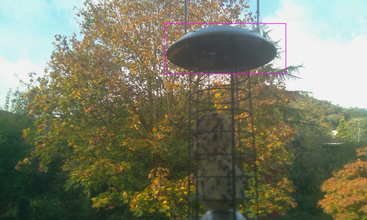 I saw 4 BlueTits. #birdbot 🐦