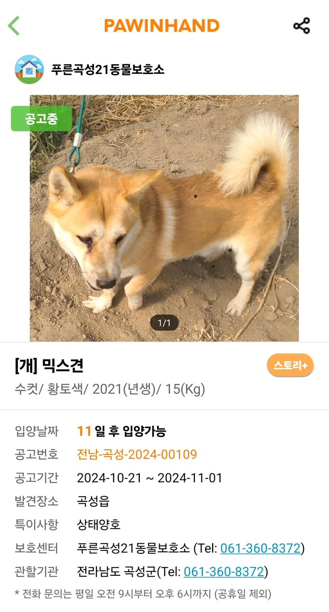 maru_O413's tweet photo. ✨️곡성보호소 109번 아이의 가족찾아요✨️

남아 / 21년생 / 15kg (추정)
전남-곡성-2024-00109

제가 이전에 봐왔던 아이가 맞다면 정말 순하고 사람도 너무 좋아했어요
마지막 순간이 보호소가 아니길 간절히 바래봅니다🙏🏼

입양문의 061 360 8372
(평일 09-18시 문의 가능) https://t.co/mxfz2y0k47