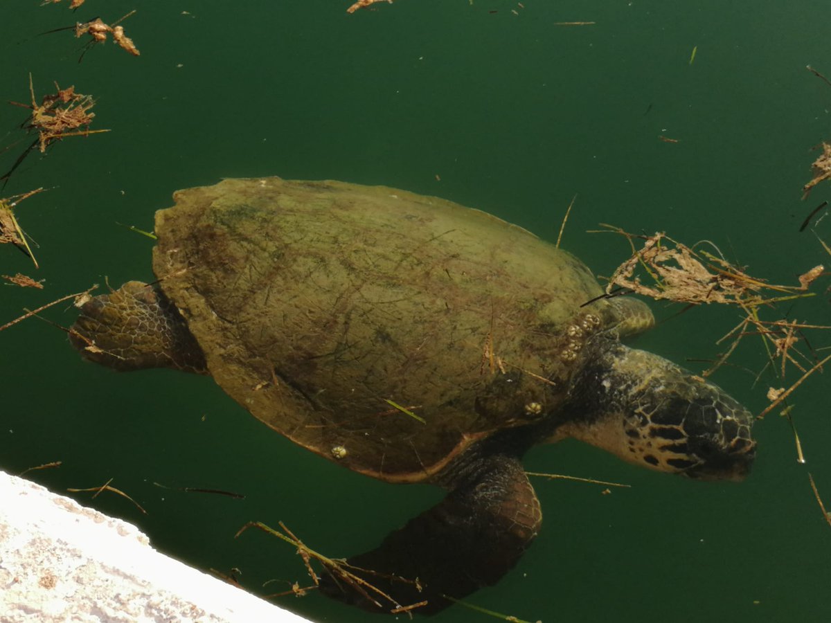 OSC_Blogger's tweet photo. Yesterday was International Reptile Day 🐢 These beautiful creatures play a vital role in maintaining the health of our oceans from maintaining seagrass beds to providing shelter. At OSC we are committed to protecting and preserving them through monitoring and research efforts. https://t.co/RLJ6gAFK0a
