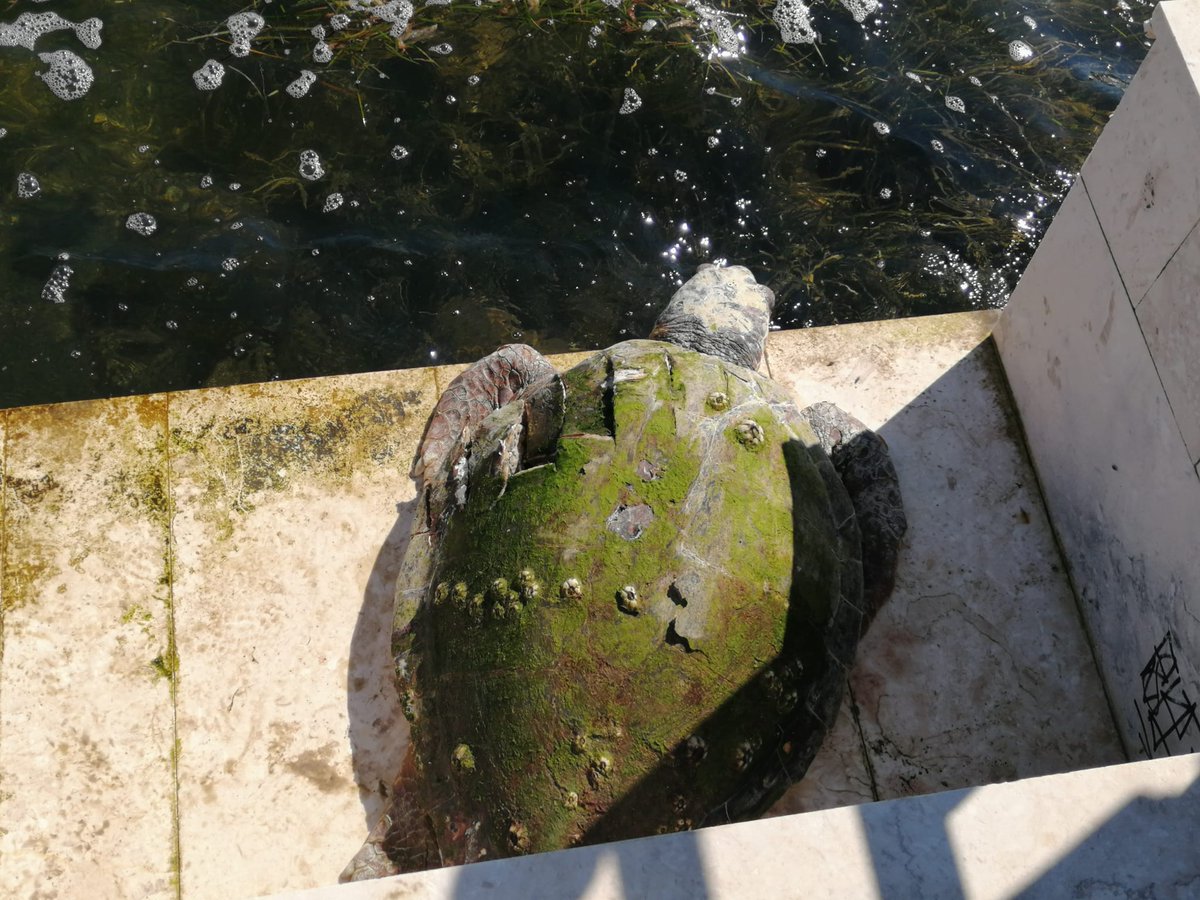 OSC_Blogger's tweet photo. Yesterday was International Reptile Day 🐢 These beautiful creatures play a vital role in maintaining the health of our oceans from maintaining seagrass beds to providing shelter. At OSC we are committed to protecting and preserving them through monitoring and research efforts. https://t.co/RLJ6gAFK0a