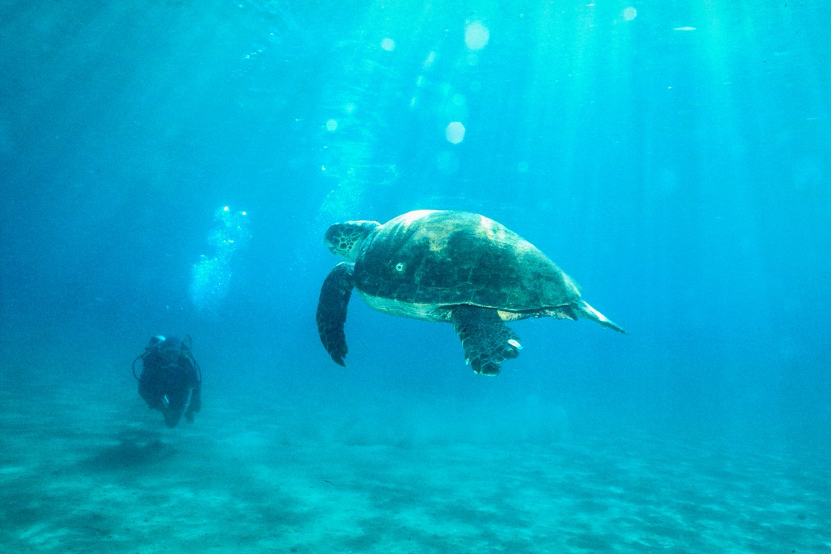 OSC_Blogger's tweet photo. Yesterday was International Reptile Day 🐢 These beautiful creatures play a vital role in maintaining the health of our oceans from maintaining seagrass beds to providing shelter. At OSC we are committed to protecting and preserving them through monitoring and research efforts. https://t.co/RLJ6gAFK0a