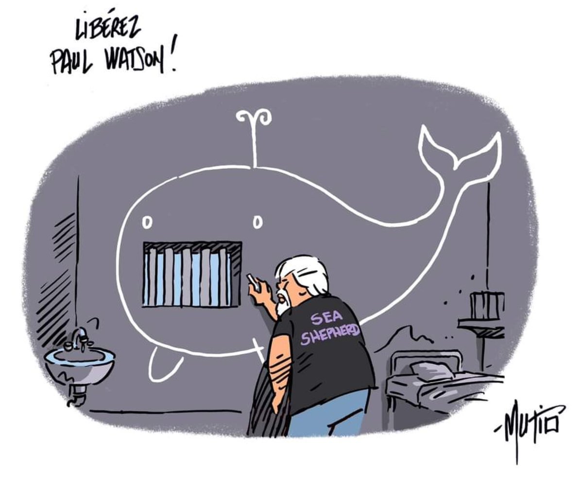 Paul Watson : nouvelle audience demain. 

Le tribunal de Nuuk doit décider du maintien en détention de Paul.

Avec <a href="/vakitamedia/">Vakita</a> et <a href="/SeaShepherdFran/">Sea Shepherd France</a>, nous sommes présents sur place pour vous tenir informés et soutenir le capitaine. 

On ne lâche rien ! #FreePaulWatson