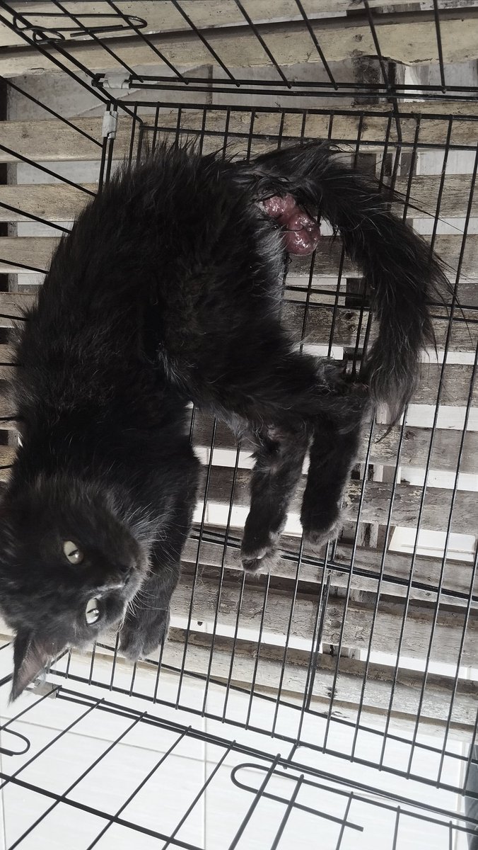 manusia bumi tweet media