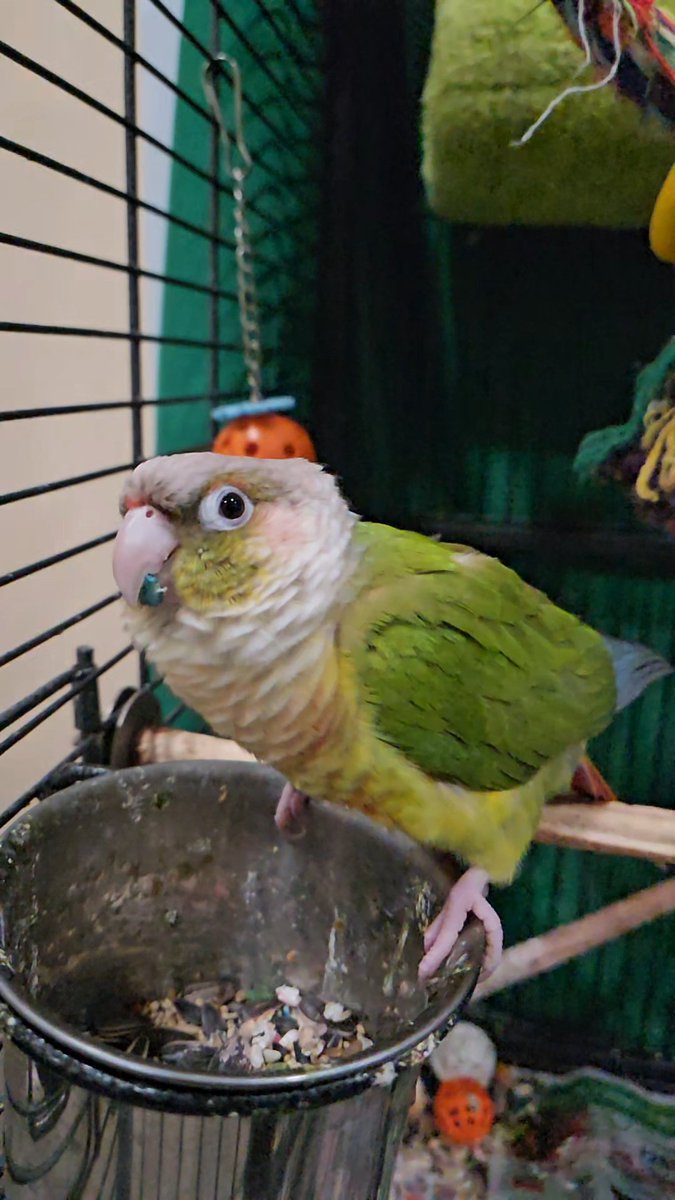 My parrots maxillary part of beak came off but both part of beak are intact just looks like a cut almost like half of it got off.

Will it grow back  ?

#conures