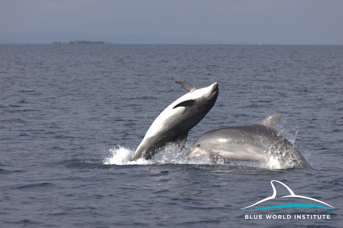 Blue World Institute tweet media