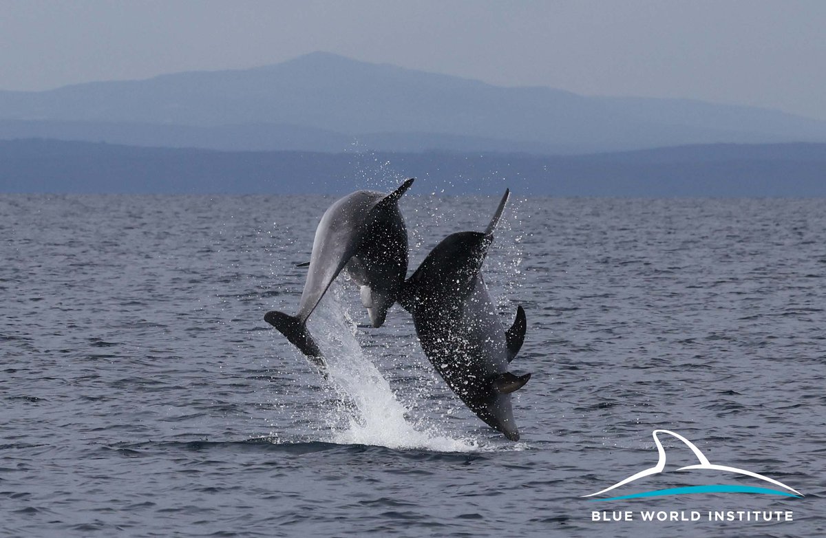 Blue World Institute tweet media