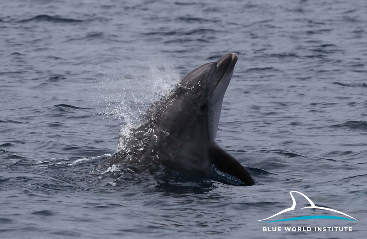 Blue World Institute tweet media