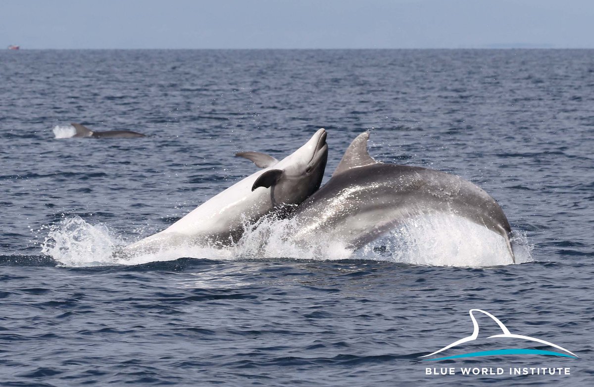 Blue World Institute tweet media