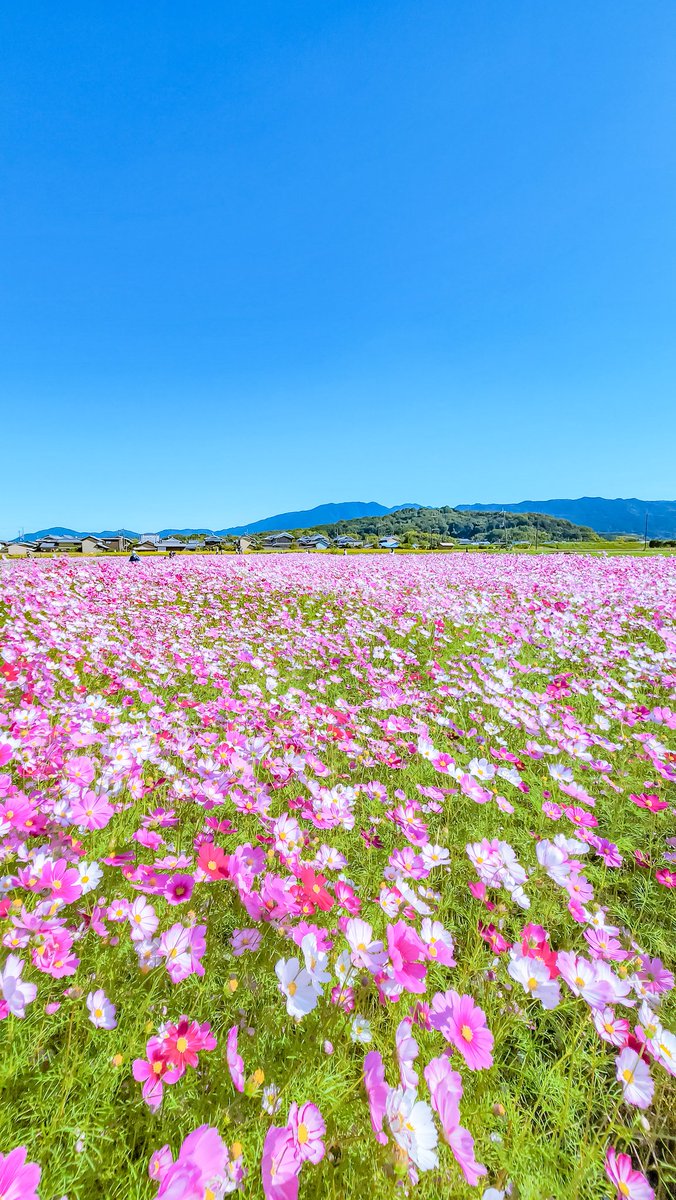 ネモフィラの海、コスモスの絨毯
貴方はどちらがお好きですか。