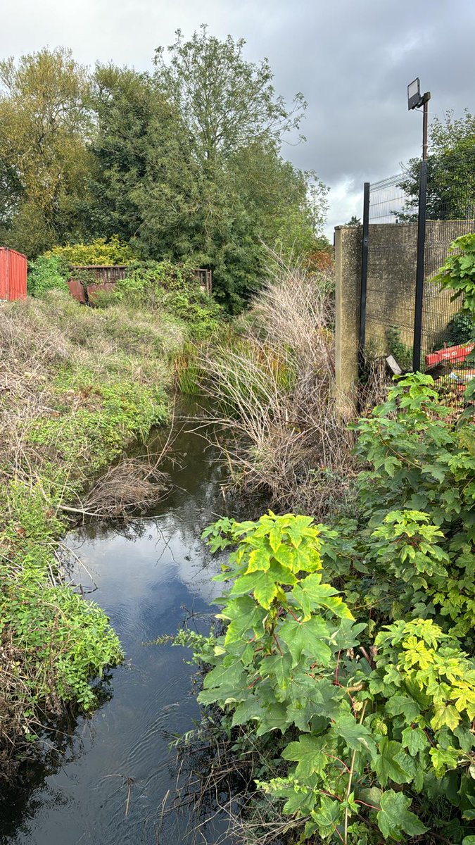 JKExpert's tweet photo. We believe this infestation in Maidenhead was caused by the river that the property backs onto. When a river breaks its banks it can break off some rhizome which is then carried downstream &amp; deposited on another embankment &amp; start to grow again. 

https://t.co/MNC3Zm4H0H https://t.co/4wvcOWRFwz