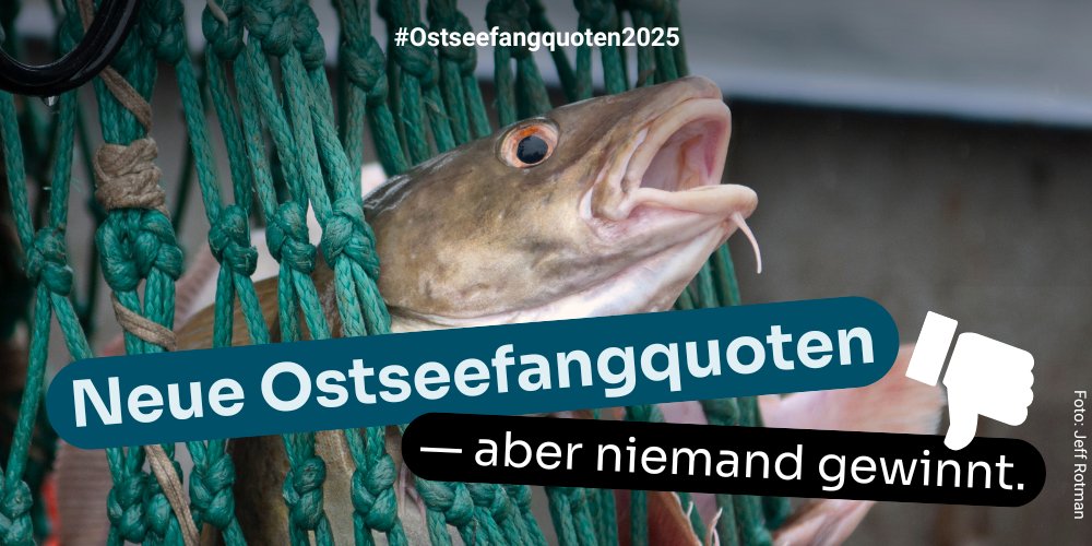 Die #Fischkrise spitzt sich weiter zu: Der Ostsee, ihren Fischen u. den kleinen Fischerei-Betrieben geht es immer schlechter. Trotzdem schlugen <a href="/cem_oezdemir/">Cem Özdemir</a> u. die anderen 🇪🇺-Fischereiminister bei den gestrigen #Ostseefangquoten-Verhandlungen keinen neuen Kurs ein. 1/5