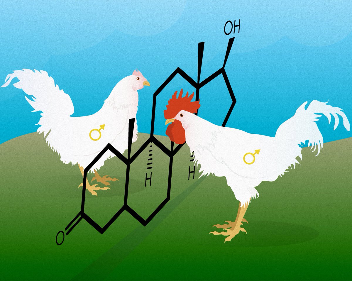 MPI for Biological Intelligence (@mpiforbi) on Twitter photo Testosterone isn’t just a male hormone! Researchers <a href="/MPIforBI/">MPI for Biological Intelligence</a> and <a href="/TU_Muenchen/">TU München</a> have bred chickens without androgen receptors, revealing new insights into the complex role of testosterone in both sexes. Find out more: bi.mpg.de/news/2024-10-g…
<a href="/mekrudra/">Mekhla Rudra</a>
Art by <a href="/mulesome/">julia kuhl at somedonkey.bsky.social</a> Testosterone isn’t just a male hormone! Researchers <a href="/MPIforBI/">MPI for Biological Intelligence</a> and <a href="/TU_Muenchen/">TU München</a> have bred chickens without androgen receptors, revealing new insights into the complex role of testosterone in both sexes. Find out more: bi.mpg.de/news/2024-10-g…
<a href="/mekrudra/">Mekhla Rudra</a>
Art by <a href="/mulesome/">julia kuhl at somedonkey.bsky.social</a>
