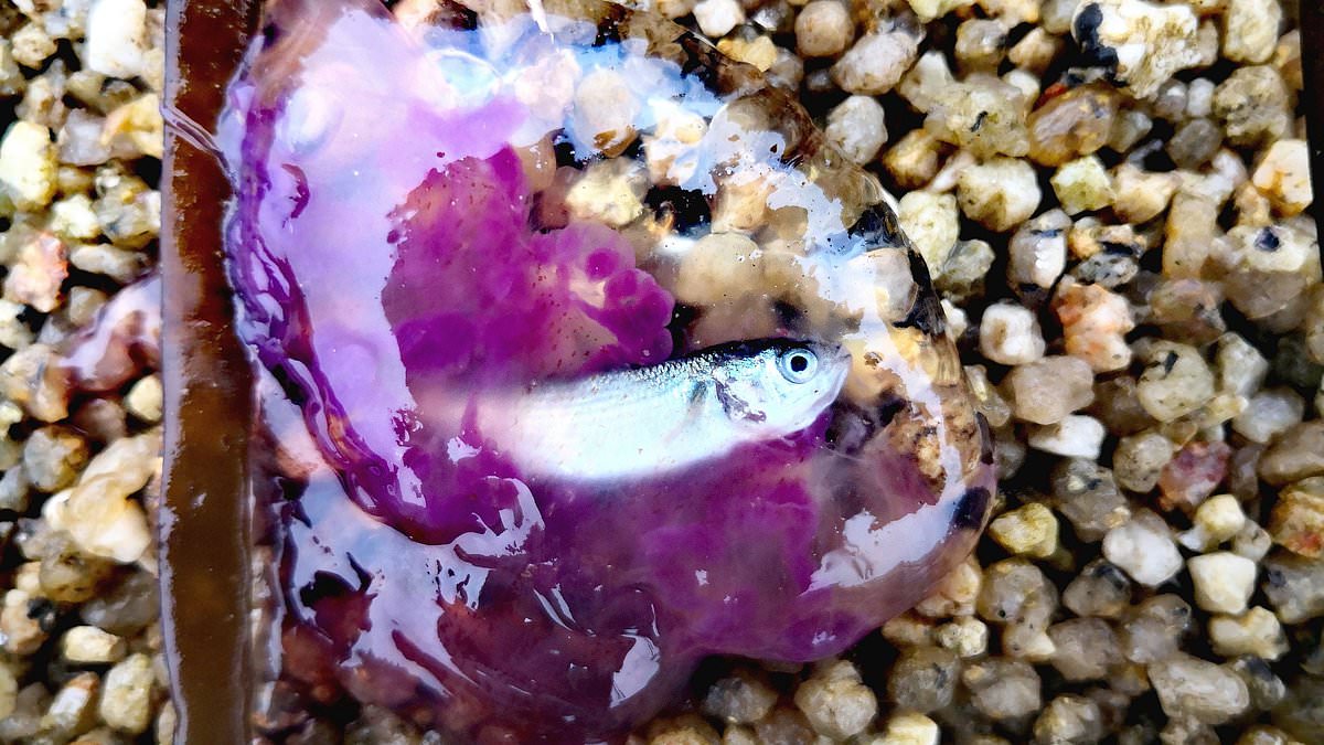 Exciting jellyfish alert - a rare sighting of a mauve stinger jellyfish with its prey, a tiny mullet fish still inside it, was recently spotted washed up on a beach on the Isles of Scilly 😲

📷: Nikki Banfield
1/4