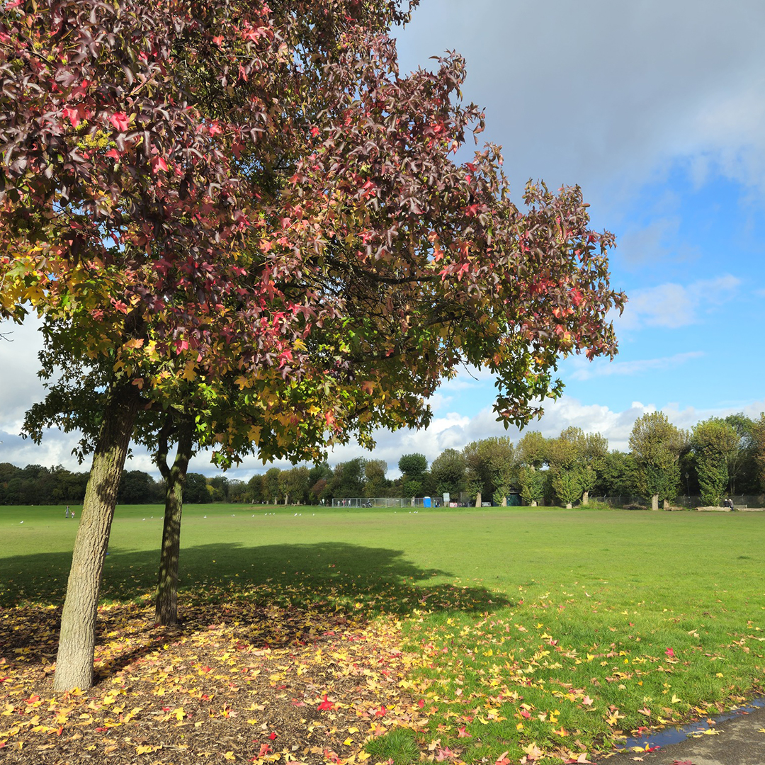 WeWalkandTalk's tweet photo. In #WimbledonPark, a real spot of luck as rain eased off by 10.30am when the #walkandtalk started, and the sun even put in an appearance at times too! Beautiful photos from volunteer Jan!
#TheWalkandTalkMovement#WeWalkandTalk #CommunityWalk #FreeWalk #Community #Wimbledon #Autumn https://t.co/1Z9ZSTimbr