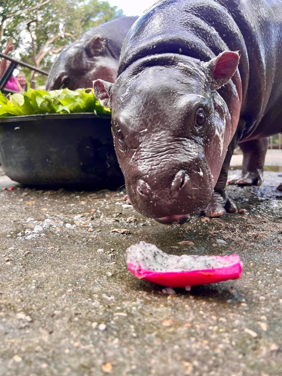and_khamoo's tweet photo. แก้วมังกร ของโปรดของฮิปโป
บอกเฉยๆนะ ไม่มีอะไร #hippo #PygmyHippo #ขาหมูแอนด์เดอะแก๊ง #หมูเด้งจะเด้งกี่โมง #Moodeng #พี่ขาหมู #สวนสัตว์แปลกเขาเขียว https://t.co/IM3VukoRmH