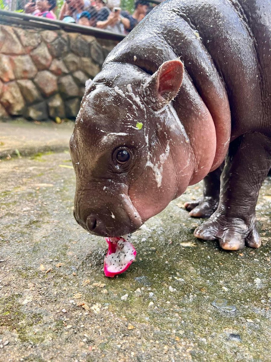 and_khamoo's tweet photo. แก้วมังกร ของโปรดของฮิปโป
บอกเฉยๆนะ ไม่มีอะไร #hippo #PygmyHippo #ขาหมูแอนด์เดอะแก๊ง #หมูเด้งจะเด้งกี่โมง #Moodeng #พี่ขาหมู #สวนสัตว์แปลกเขาเขียว https://t.co/IM3VukoRmH
