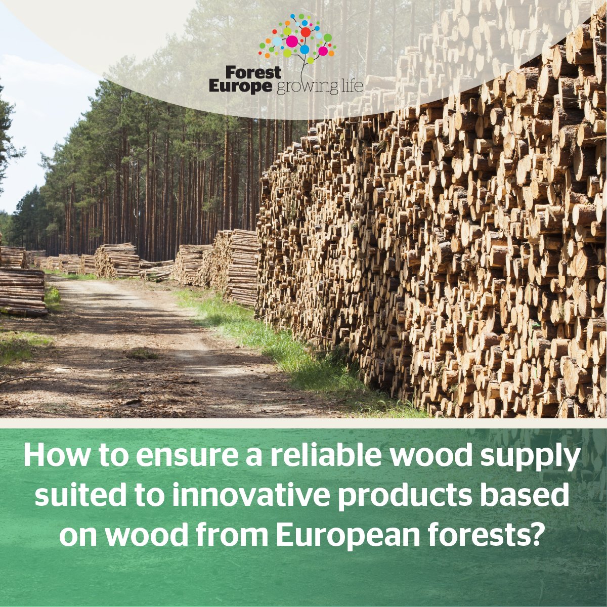 FORESTEUROPE's tweet photo. 🌲 European Forests for a Sustainable Future | Criterion 3
Large-scale #forestdamage disrupts markets & livelihoods. How do we ensure market stability & a level playing field in global markets for European wood? 🤔
Find out in our report ➡️ https://t.co/LGiiz37n9Z https://t.co/StKpcjYVVq