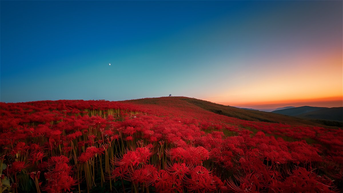 SkycallT's tweet photo. 息をのむほど美しい日本の絶景。
彼岸花と夕焼けの奇跡のコラボレーション。

#AIart #彼岸花 #曼珠沙華 #夕焼け #絶景 #日本の風景 #japantravel #flowerphotography #beautiful https://t.co/uf5LoYOrfs
