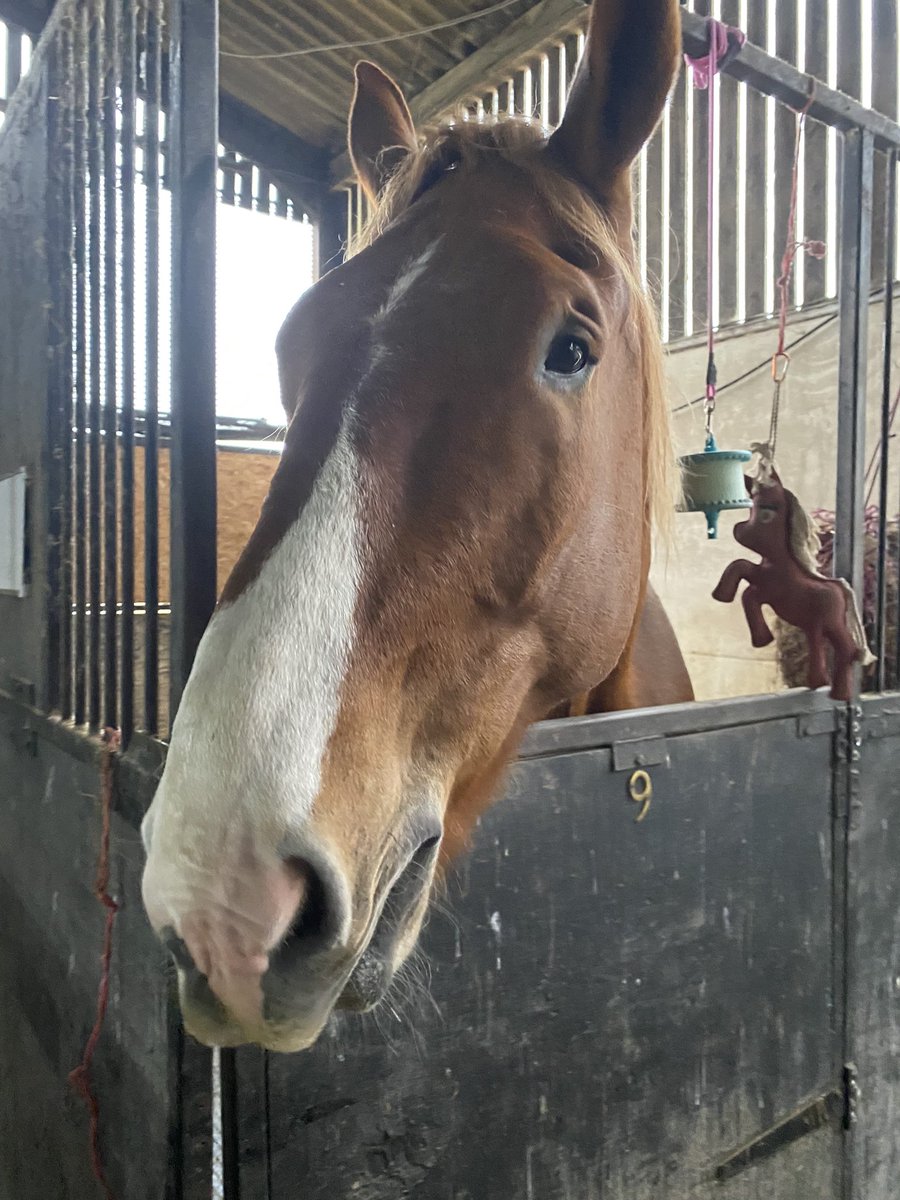 archiesauraus's tweet photo. I may or may not have escaped from my stable into the barn area and found the hay store. It is possibly that there were enormous piles of poop everywhere and an extremely fat pony. #Heresay #CantProveAThing https://t.co/mz4XQs6OZC
