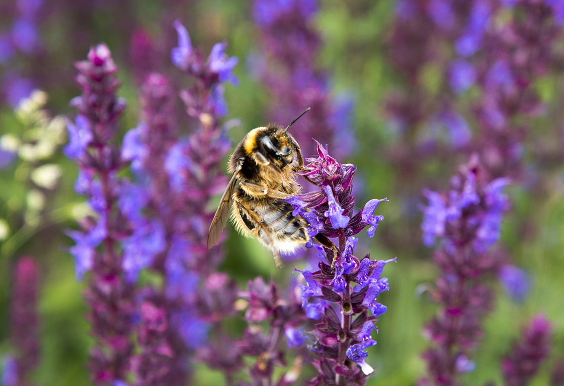 polyttajat's tweet image. Suomalaiset ovat antaneet yli kaksi miljoonaa neliömetriä tilaa luonnolle pihoillaan ja parvekkeillaan #lähiluonto #pölyttäjät epressi.com/tiedotteet/ymp…