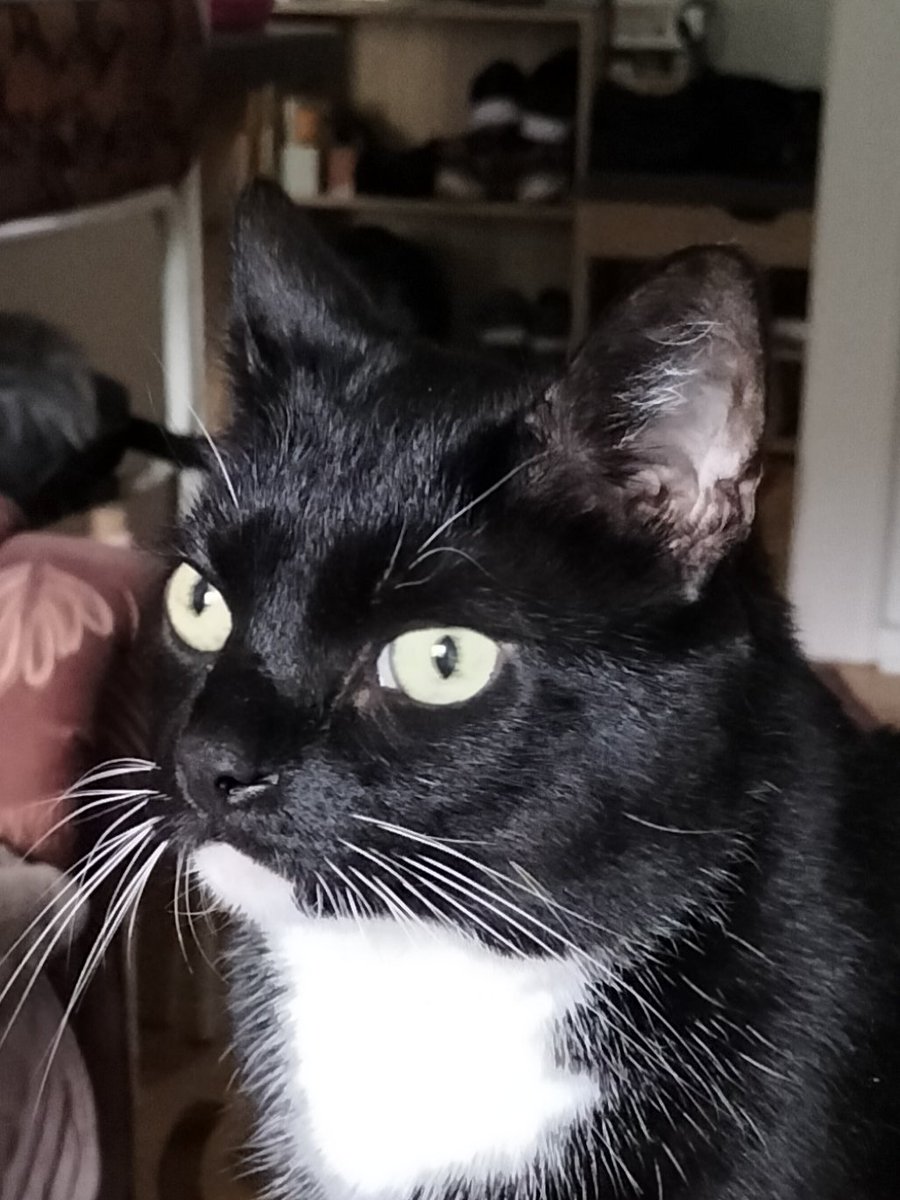 Mein Name ist Cleo!😊🤗🐾🐈‍⬛