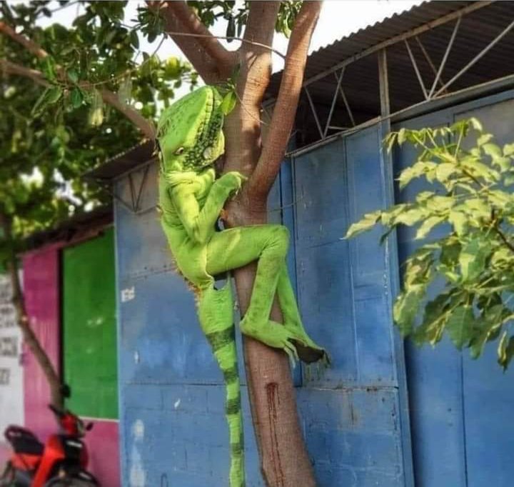 "Gente de cancela la fiesta de disfraces"

Yo en el patio: