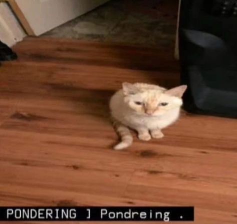 Just turned 28, but technically only 24 since the last 4 years don’t actually count. Happy 24th birthday me yipeeeee