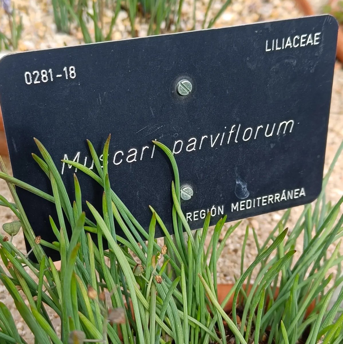 RJBOTANICO's tweet photo. El @CSIC te necesita para censar las poblaciones del 'nazareno del otoño' (Muscari parviflorum), una planta amenazada que crece en Málaga y Mallorca.
 Colabora con tus observaciones en iNaturalist junto al grupo de Plantas Bulbosas del @RJBOTANICO 🌱🌍
https://t.co/Tvyif4wy47 https://t.co/Iw3Uw4okyX