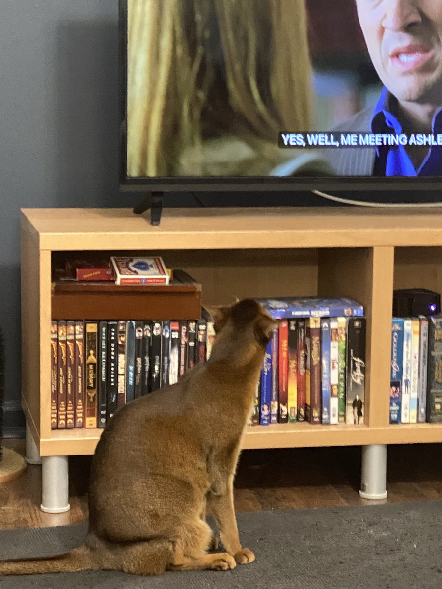 ClaireCre8tes's tweet photo. #EmmaCat likes binging #Castle, too, lol
In her mind the suspect was the dishwasher. Making loud noises 😂
#Cats https://t.co/fycn9AjbAH