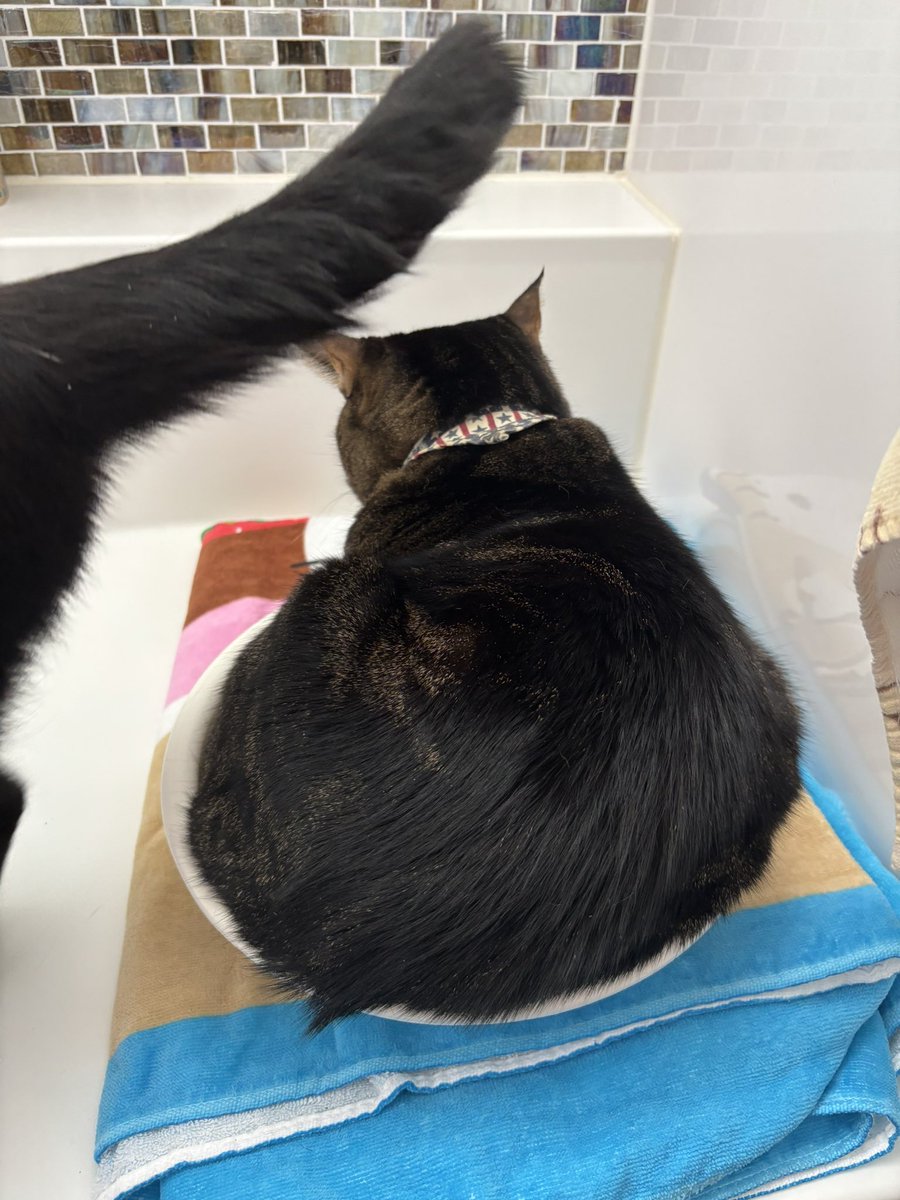 お客様困りますうう
#猫さんみてみて #ねこかわいい