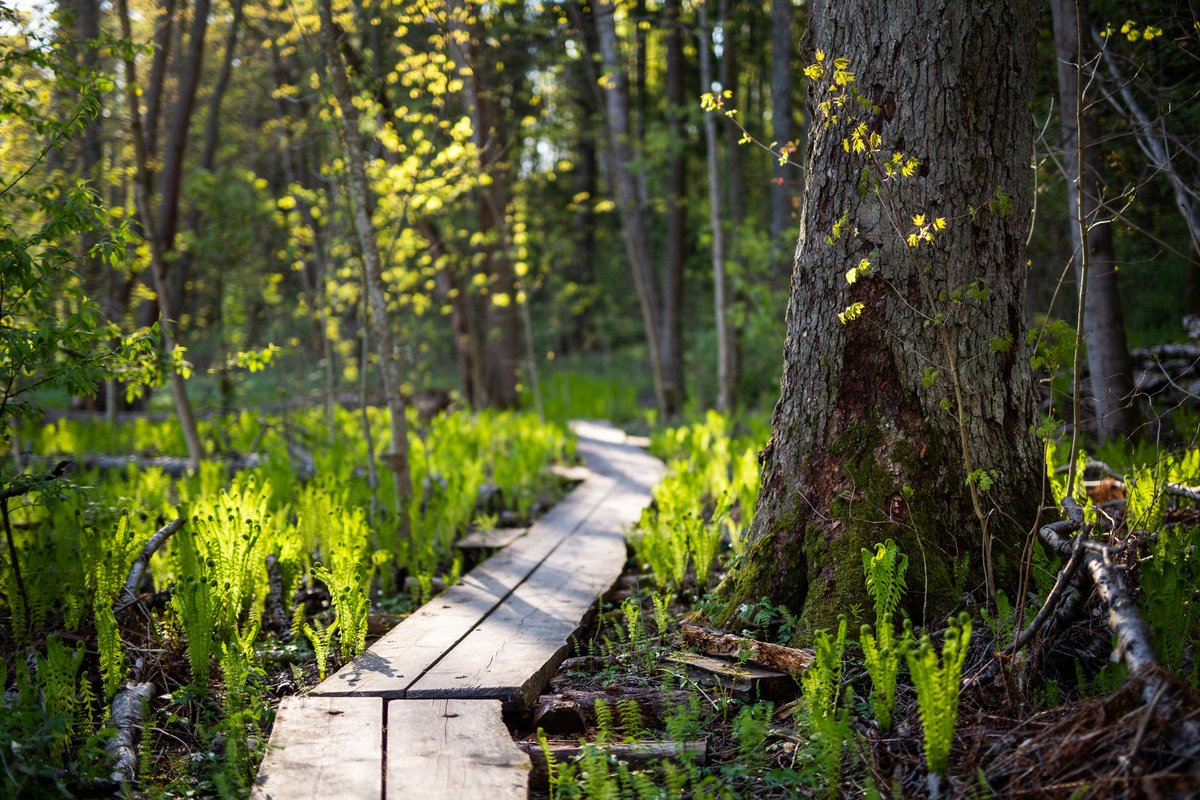 Uusi luonnonsuojeluohjelman luonnos esittää suojeltavaksi yli 100 uutta kohdetta, joilla turvataan kaupungin merkittäviä luontoarvoja.

Voit kommentoida luonnosta 4.11. saakka.

Lue lisää: hel.fi/fi/uutiset/kom… 

📸 Raisa Ranta
