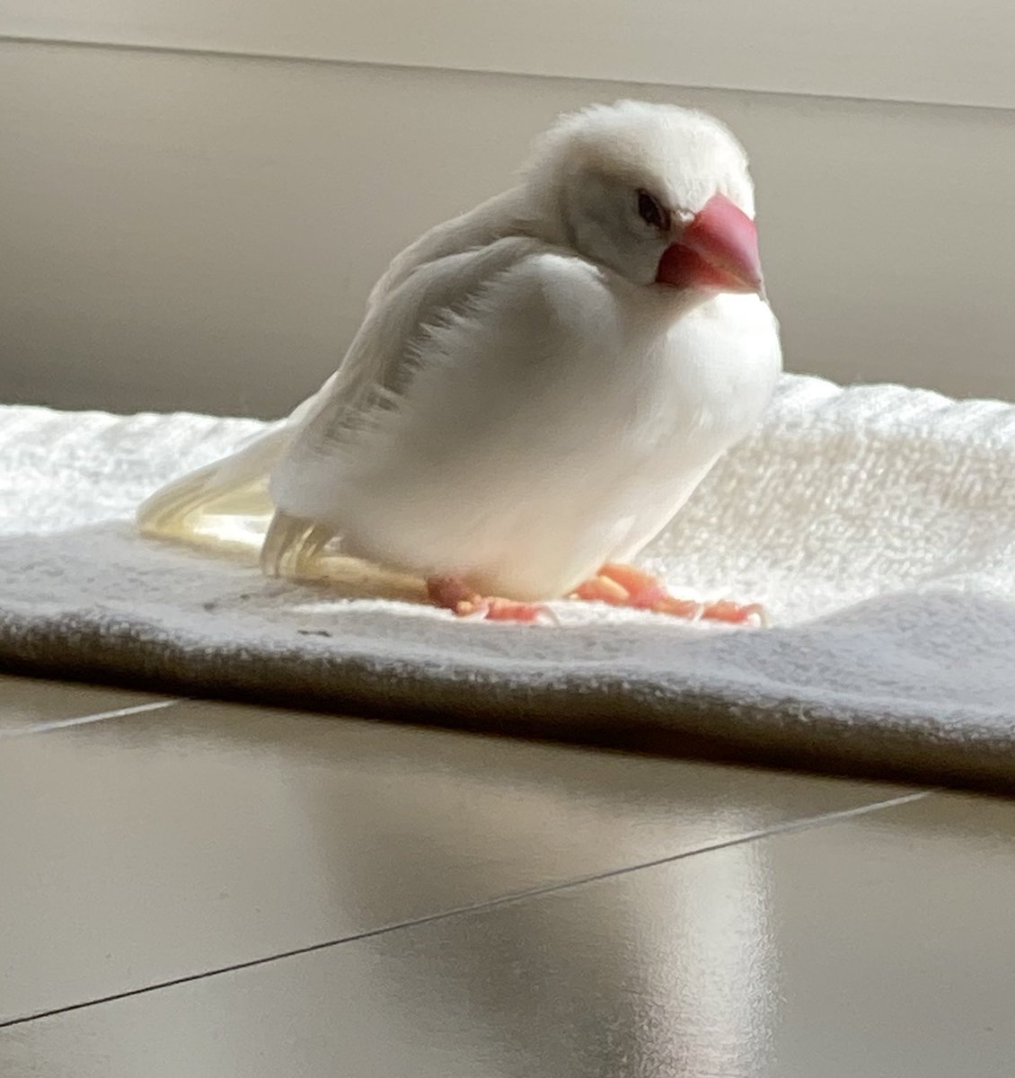___churi1124's tweet photo. こんにちは😃
日光浴。
#文鳥　#文鳥暮らし https://t.co/KaYiGoFVoS