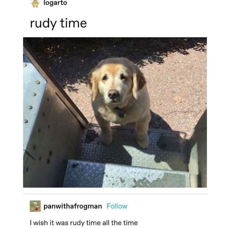 caninepoetry tweet media