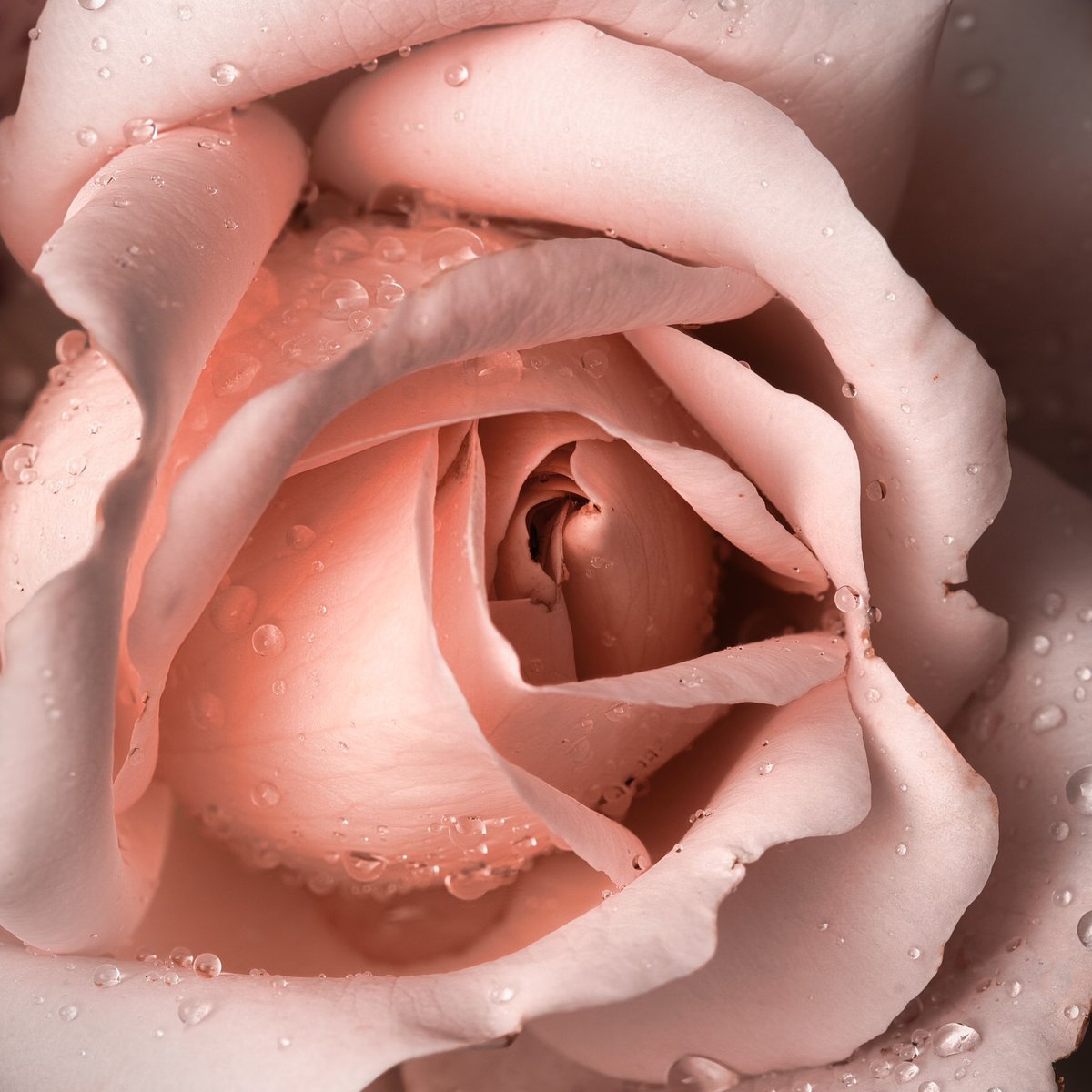 Cederfjärd tweet media