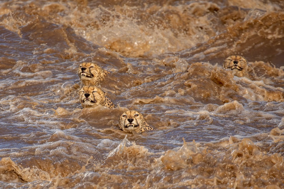 Though cheetahs are normally strong swimmers, even this famed group of felines—known locally as ‘The Magnificent Five’—grimaced at the effort it took to cross the Talek River’s strong currents.

📷 by ’24 People’s Choice Finalist Buddhilini de Soyza